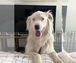 Small Photo #5 Australian Shepherd Puppy For Sale in Dana Point, CA, USA