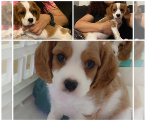Cavalier King Charles Spaniel Puppy for sale in ACWORTH, GA, USA