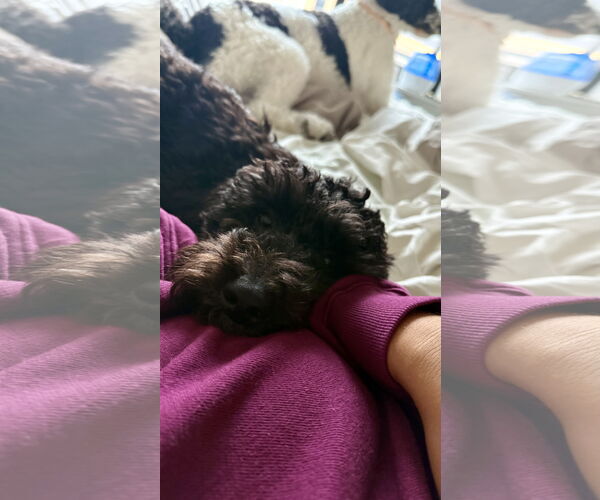 Medium Photo #4 Mutt Puppy For Sale in St. Louis Park, MN, USA