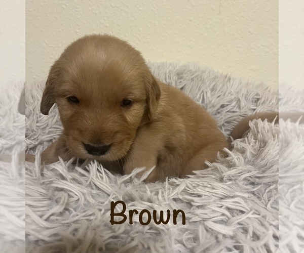 Medium Photo #8 Golden Retriever Puppy For Sale in MERIDIAN, ID, USA