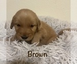 Small #7 Golden Retriever