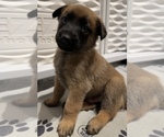 Puppy 4 Belgian Malinois