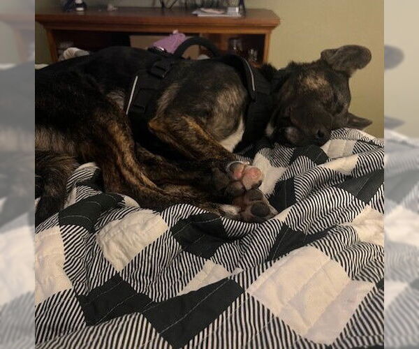 Medium Photo #18 American Pit Bull Terrier-German Shepherd Dog Mix Puppy For Sale in Fargo, ND, USA