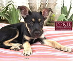 Alice - Female German Shepherd Dog-Unknown Mix Dog for Adoption - Small photo