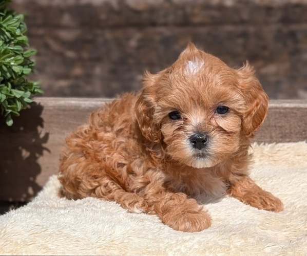 Medium Photo #63 Cavapoo (Miniature) Puppy For Sale in GOSHEN, IN, USA