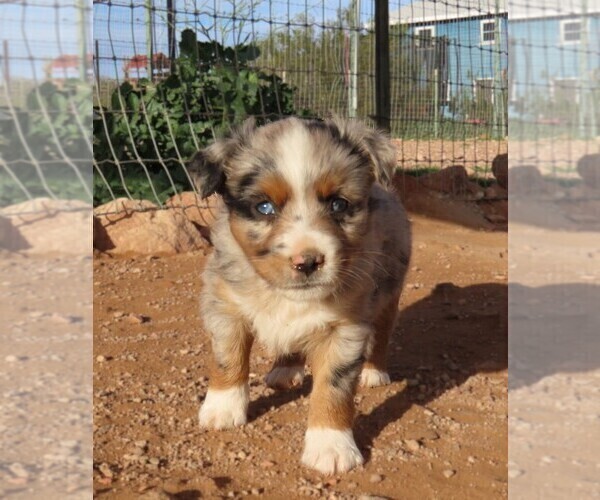 Medium Photo #3 Miniature Australian Shepherd Puppy For Sale in WITTMANN, AZ, USA
