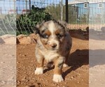 Small #2 Miniature Australian Shepherd