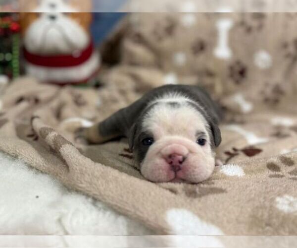 Medium Photo #4 English Bulldog Puppy For Sale in OOLOGAH, OK, USA