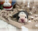 Small #3 English Bulldog