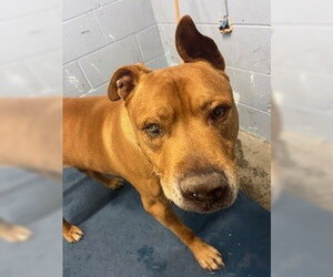 Mutt Dogs for adoption in Woodland, CA, USA