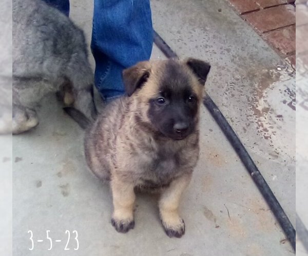 Medium Photo #14 German Shepherd Dog-Unknown Mix Puppy For Sale in Apple Valley, CA, USA