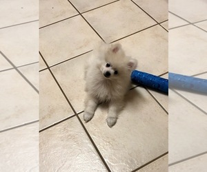 Pomeranian Puppy for sale in NORWALK, OH, USA