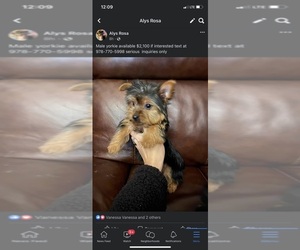 Yorkshire Terrier Puppy for sale in LOWELL, MA, USA