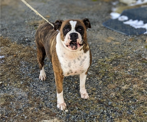 Medium Photo #4 Boxer Puppy For Sale in ELKTON, MD, USA