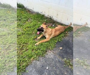 German Shepherd Dog Dogs for adoption in Martinsburg, WV, USA