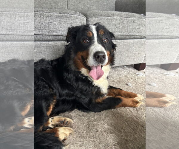 Medium Photo #1 Bernese Mountain Dog Puppy For Sale in Fort Wayne, IN, USA