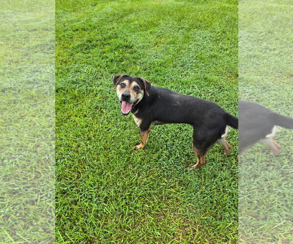 Medium Photo #5 Rottweiler-Unknown Mix Puppy For Sale in Rockaway, NJ, USA