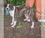 Small #5 American Staffordshire Terrier-Boxer Mix