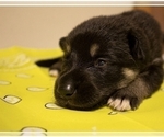 Small Photo #5 German Shepherd Dog Puppy For Sale in FAIR GROVE, MO, USA