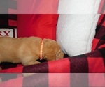 Small Photo #3 Labrador Retriever Puppy For Sale in NEENAH, WI, USA