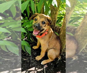 Mutt Dogs for adoption in Genesee, WI, USA