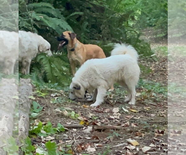 Medium Photo #3 Great Pyrenees Puppy For Sale in Bend, OR, USA