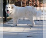 Small #40 Great Pyrenees
