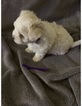 Small Photo #1 Maltese Puppy For Sale in LEXINGTON, KY, USA