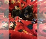 Small Photo #14 Yorkshire Terrier Puppy For Sale in JOHNSTON CITY, IL, USA