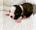 Small Photo #10 Boston Terrier Puppy For Sale in ELK GROVE, CA, USA