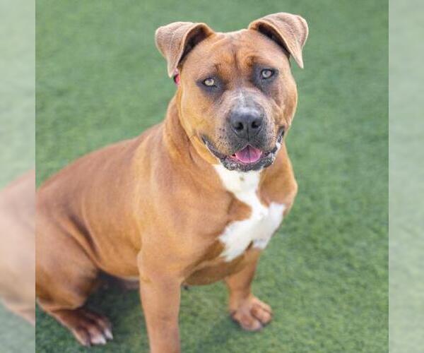 Medium Photo #2 Mutt Puppy For Sale in Camarillo, CA, USA