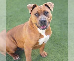 *CHIPOTLE - Female Mutt Dog for Adoption - Photo #2