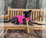 Small #34 American Pit Bull Terrier-Labrador Retriever Mix