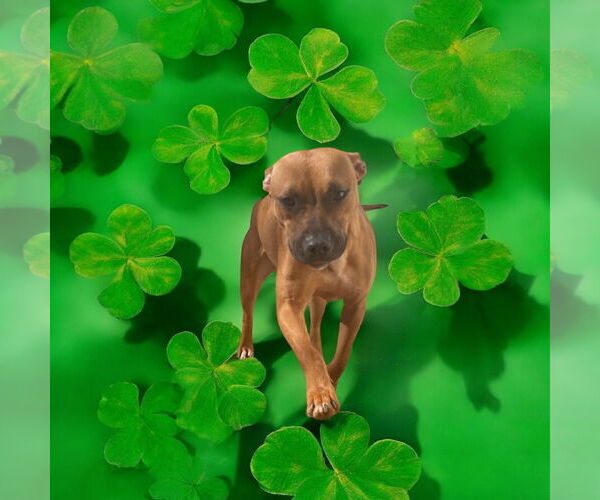 Medium Photo #5 American Staffordshire Terrier-Boxer Mix Puppy For Sale in Lexington, SC, USA