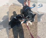 Small #14 Great Dane