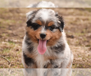 Miniature Australian Shepherd Puppy for sale in EASTON, MO, USA