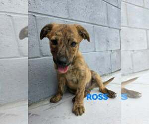 Mutt Dogs for adoption in Brooksville, FL, USA