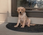 Image preview for Ad Listing. Nickname: Buddy