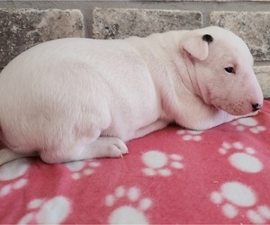Bull Terrier Puppy for sale in MULDROW, OK, USA