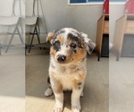 Small #2 Australian Shepherd