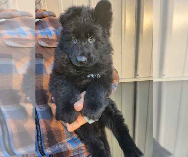 Medium Photo #3 German Shepherd Dog Puppy For Sale in CULPEPER, VA, USA