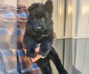 Medium German Shepherd Dog