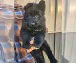 Puppy Puppy 2 German Shepherd Dog