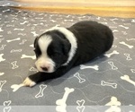 Small #16 Australian Shepherd