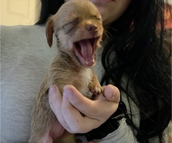 Medium Photo #16 Dachshund-Shorkie Tzu Mix Puppy For Sale in WILMINGTON, NC, USA