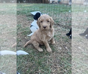 Double Doodle Litter for sale in LEXINGTON, NC, USA