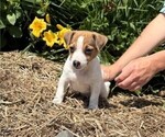 Small #1 Jack Russell Terrier