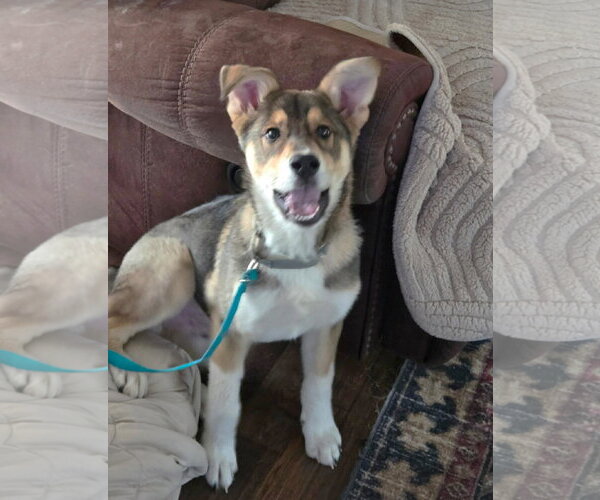 Medium Photo #4 Siberian Husky-Unknown Mix Puppy For Sale in MECHANICSBURG, PA, USA