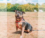 Small #12 American Staffordshire Terrier