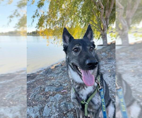 Medium Photo #2 German Shepherd Dog Puppy For Sale in Fremont, CA, USA